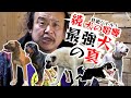 【続・壮絶バトル！犬の喧嘩】どの犬が最強？【最強犬の真】