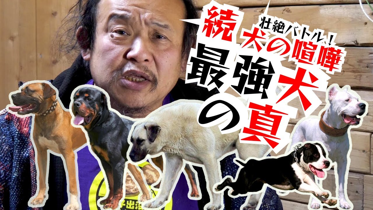 Continued: Fierce Battle! Dog Fight] Which dog is the strongest