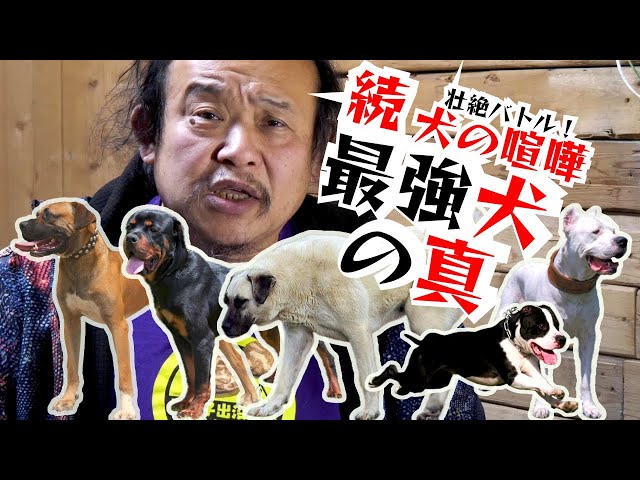 Continued: Fierce Battle! Dog Fight] Which dog is the strongest