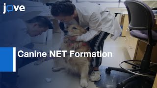 Canine NET Formation Analysed by Flourescence Microscopy | Protocol Preview