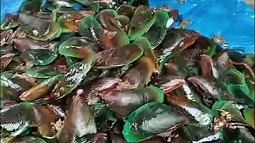 Vẹm Xanh và Cá Chim Trắng Về size Đại  tươi ngon