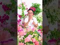 Bougainvillea开花秘诀大公开