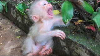 OMG !!! Poor Baby Monkey Ella Crying | Angry Baby Monkey Ella Resimi