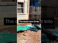 Left hose on #ducks #animals #farming #homesteading #farmlife