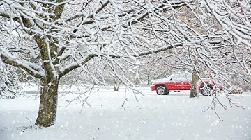 Beautiful Snow ❄️ Christmas Videos | Free Bokeh Background Video effects HD | No Copyright | Stock