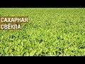 Выращивание сахарной свеклы. КФХ Колесниковых.