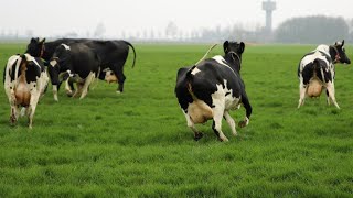 HAPPY COWS DANCING, RUNNING, SKIPPING OUT, AND JUMPING IN THE FIELD VIDEO