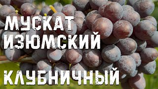 Виноград Мускат Изюмский и Клубничный в Беларуси (25.09.22)