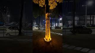 Đèn LED Ôm Gốc Cây Siêu Đẹp - Test Chống Nước Trực Tiếp