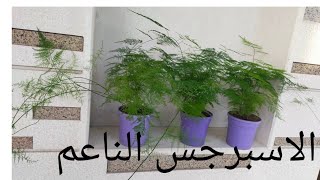 الاسبرجس الناعم وجماله والرعاية والاكثار