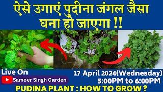 ऐसे उगाएं पुदीना जंगल जैसा घना हो जाएगा  || Pudina Plant : How to Grow ?