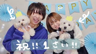 愛犬のお誕生日をお祝いしました🎂