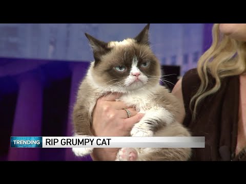 world-famous-grumpy-cat-dies-at-age-7