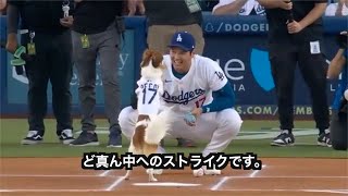 【大谷翔平】愛犬デコピンの始球式【日本語字幕】