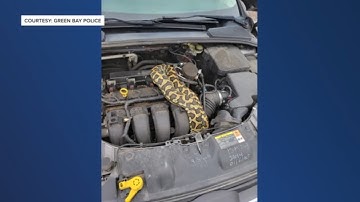 WI: Exotic snake hiding in car engine on cam