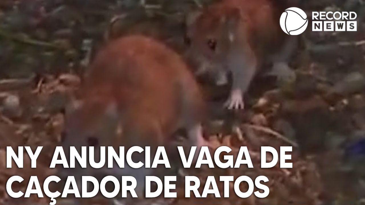 Inglês mata rato de mais de um metro a pauladas - Internacional