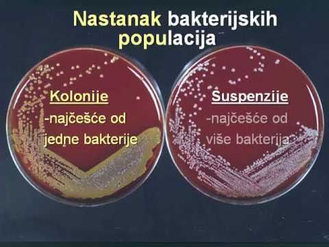 Rastenje razmnozavanje i uginuce bakterija
