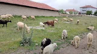 kurbanlık satışlarımız başladı🐑🐂 melezlemenin önemi🐑🐂 verimlilik nasıl artar🐑🐂💯