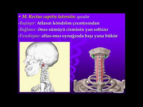 Boyun əzələləri və topoqrafiyası  #anatomy #amu #atu #medicaluniversity #muscles #neck #anatomy