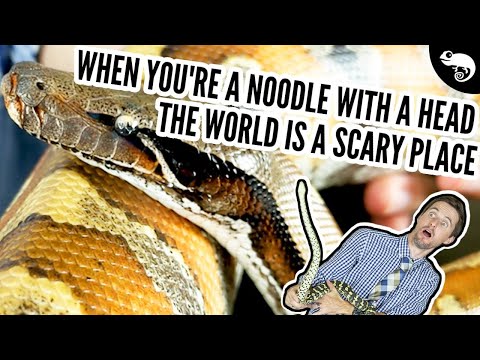 Video: Prečo sa hady nedostanú na opaľovanie?