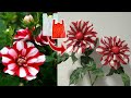 DIY Cara Membuat Bunga Dahlia "Jamaica" dari Plastik Kresek | Kerajinan Tangan Bunga Plastik