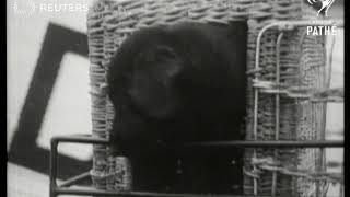 The German equivalent to the R.S.P.C.A. transports animals by aeroplane (1928)