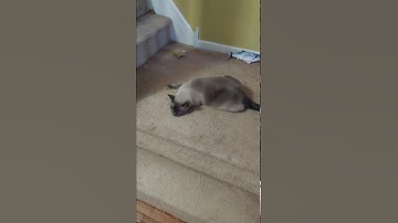 Loki the Siamese Cat Loves Cat Nip Part 1