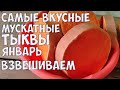 САМЫЕ УРОЖАЙНЫЕ МУСКАТНЫЕ СОРТА ТЫКВЫ!! ДОЛЕЖАЛИ ДО ЯНВАРЯ!!!РАЗРЕЗАЕМ!!!