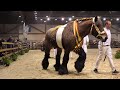 The best breeding stallion of the Belgian draft horse breed