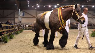 The best breeding stallion of the Belgian draft horse breed