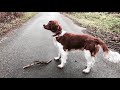 Arvin the Welsh Springer Spaniel の動画、YouTube動画。