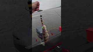 Мандула на берша. Кама, весна 2026. #h2a #рыбалка #fishing #Н2А #семейнаярыбалка