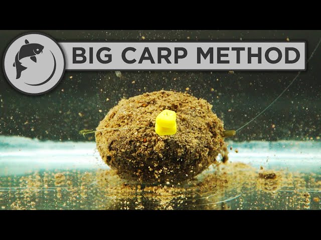 How To Fish The Method Feeder For BIG CARP 