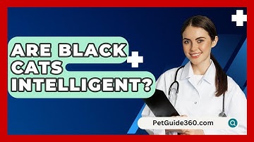 Are Black Cats Intelligent? - PetGuide360.com