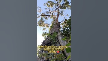 CÂY RỪNG ĐỘC LẠ QUÝ HIẾM TUYỆT ĐẸP TRÊN TÂY NGUYÊN