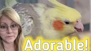 Watch This Adorable Cockatiels' Unique Eating Habits! by Love of Pets 561 views 1 month ago 1 minute, 13 seconds