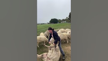 How to flip a sheep over #farming #sheepfarming #farmvlog