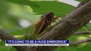 ‘Cicadageddon’: Biggest bug emergence in centuries is coming