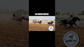 Crack adulte #coursedechevaux #horse #horse #questcequejedevraischoisir #danslabulledecali