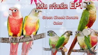 สีสันของนก กรีนชีค คอนัวร์ EP1 ชินนาม่อน เยลโล่ไซด์ พายแอปเปิ้ล green cheek conure color