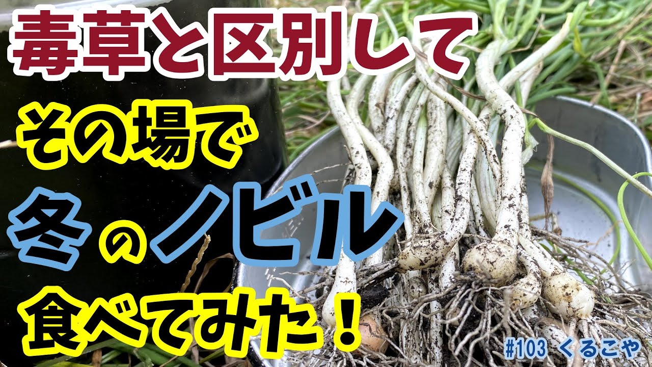 ノビル 春と冬の比較 見つけ方 違い その場で食べる そして薬効なども調べてます サバイバル 野草 調査 Comparison Of Spring Winter Wild Vine Youtube