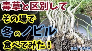 ノビル 野蒜 の見つけ方と 毒草との区別方法 現地で生食する時の生食セットのご紹介 Kurukoya Yahoo Japan クリエイターズプログラム