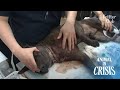 Traumatized Fighter Dog Wouldn't Eat, Sniff, But Tremble In Fear (Part 4) | Animal in Crisis Ep 282