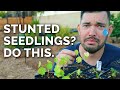 7 Solutions For Stunted Seedlings