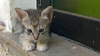 Cats & kittens are 763 & 680 & 579 & 562 & 514 & 438 & 323 & 285 & 185 & 55 & 34 & 346 & 279&177&143