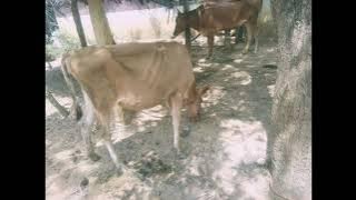 சப்பை நோய்| maadukalil varum sappai noi