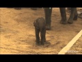 New Elephant Calf Born at the San Diego Zoo Safari Park - SanDiego.com