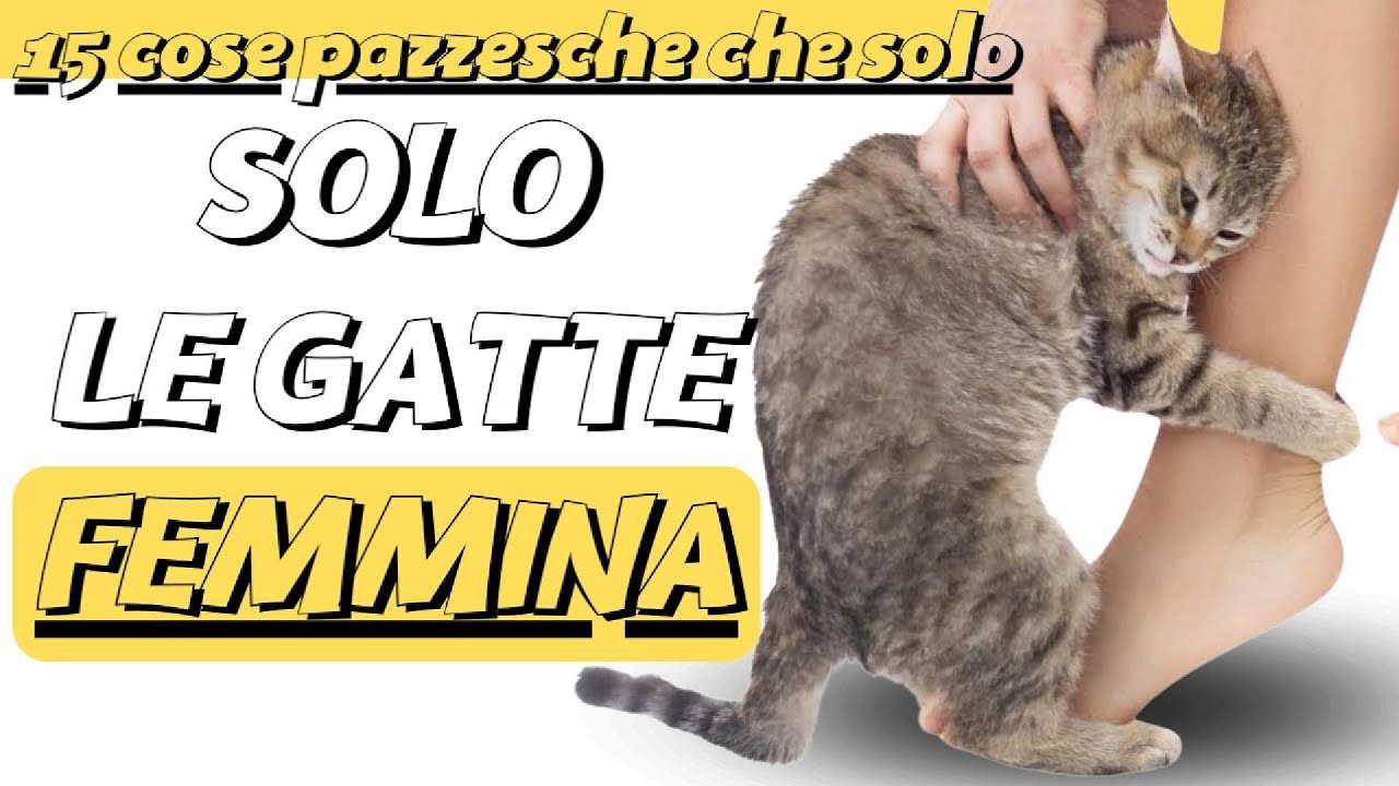15 cose pazzesche che solo le GATTE FEMMINE fanno per i loro umani