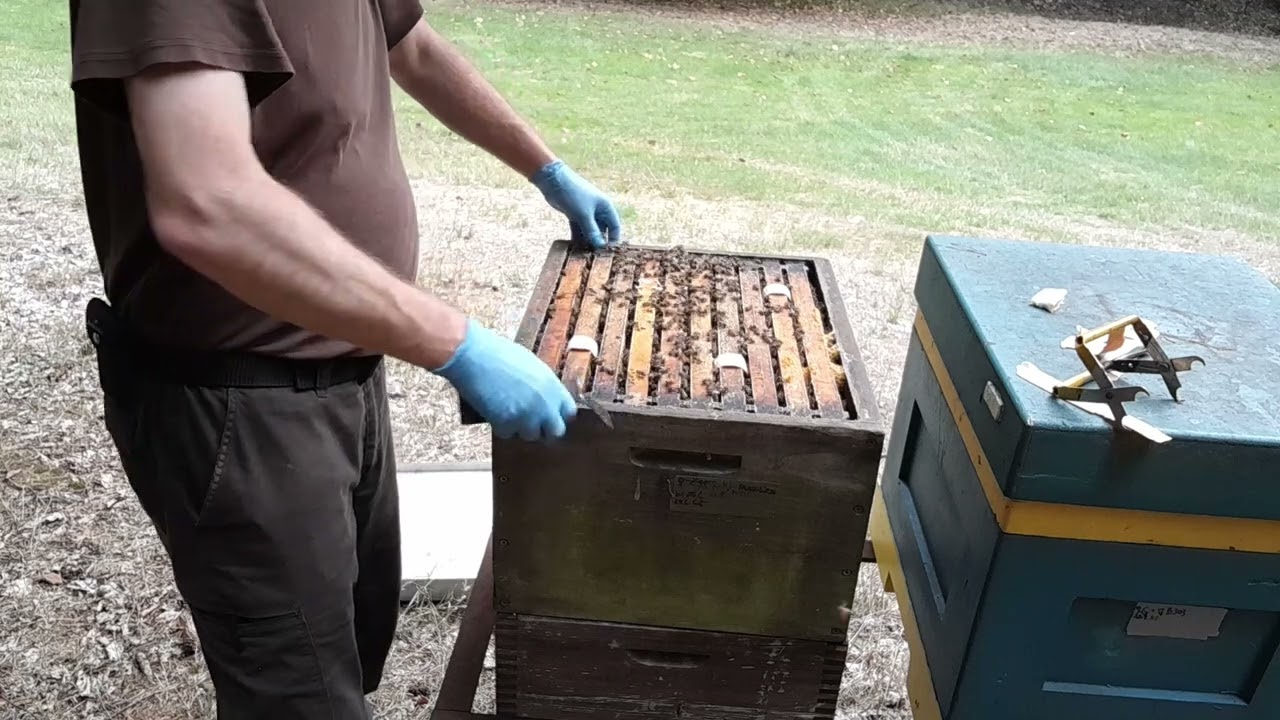 Finální úpravy a případné dokrmení Dadantů v září.. význam nízkého nástavku