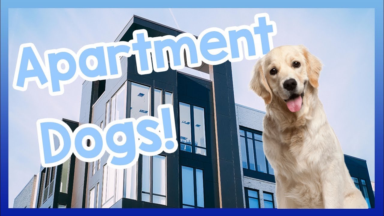 dog allowed apartments